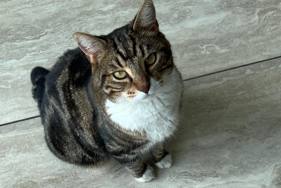 Alerta de Desaparición Gato Macho , 7 años Cesseville Francia