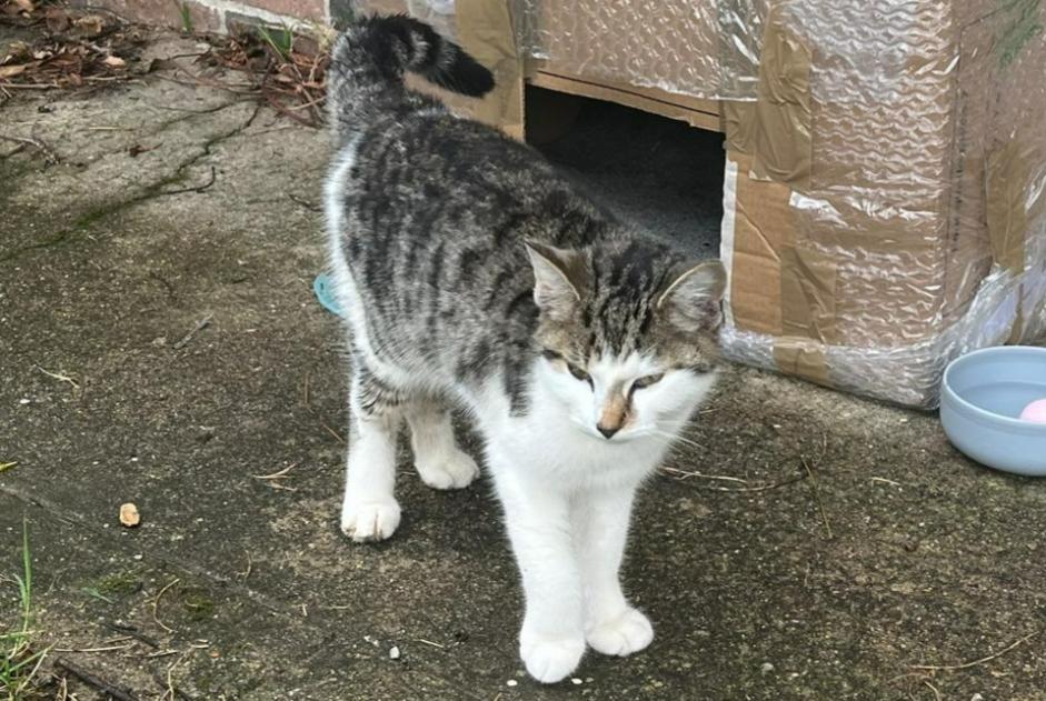 Alerta de Hallazgo Gato Desconocido Le Fidelaire Francia